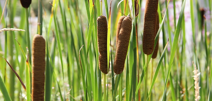 cattails