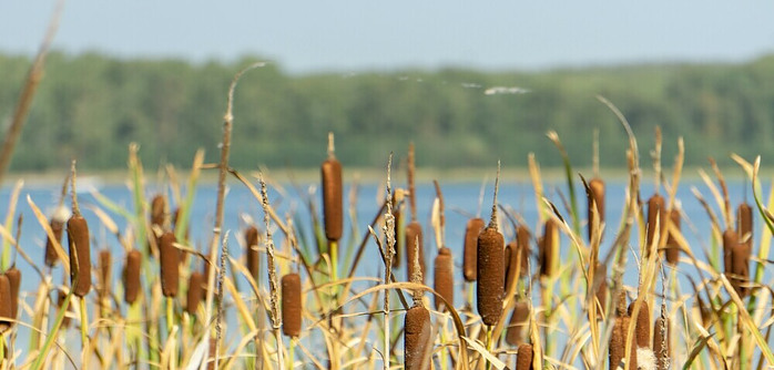 cattails beside marsh