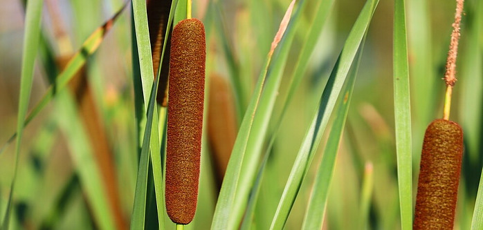 cattails