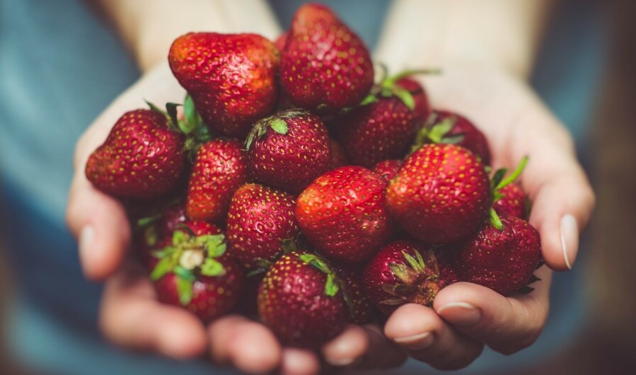 farmer holding handfuls of strawberries