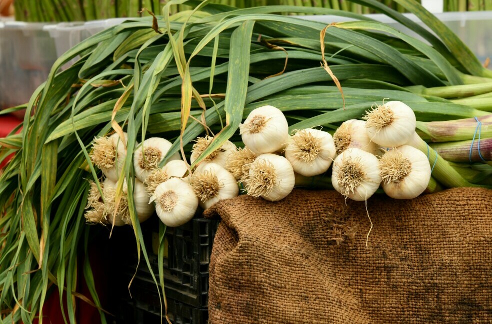 freshly harvested garlic