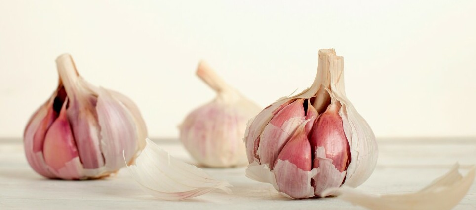 garlic