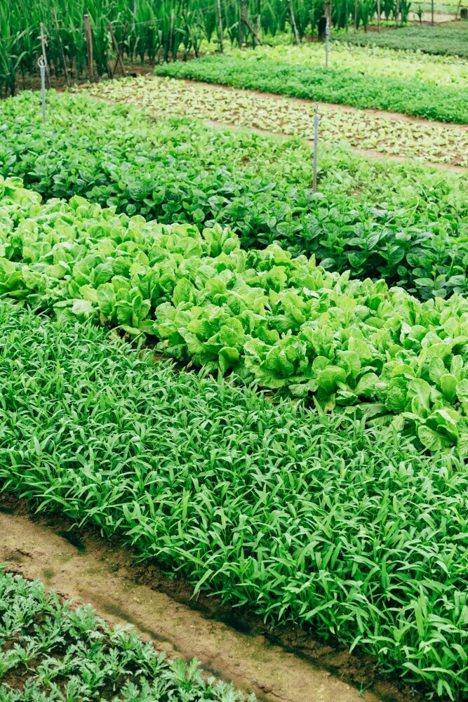 beautiful vegetable garden