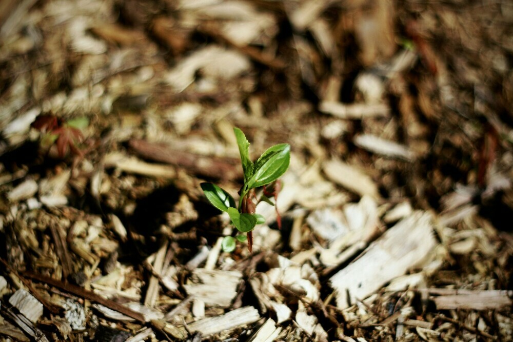 mulch on a vegetable garden