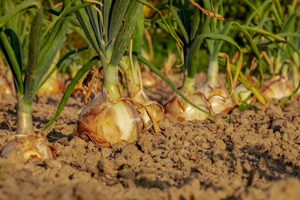 onions in a vegetable garden