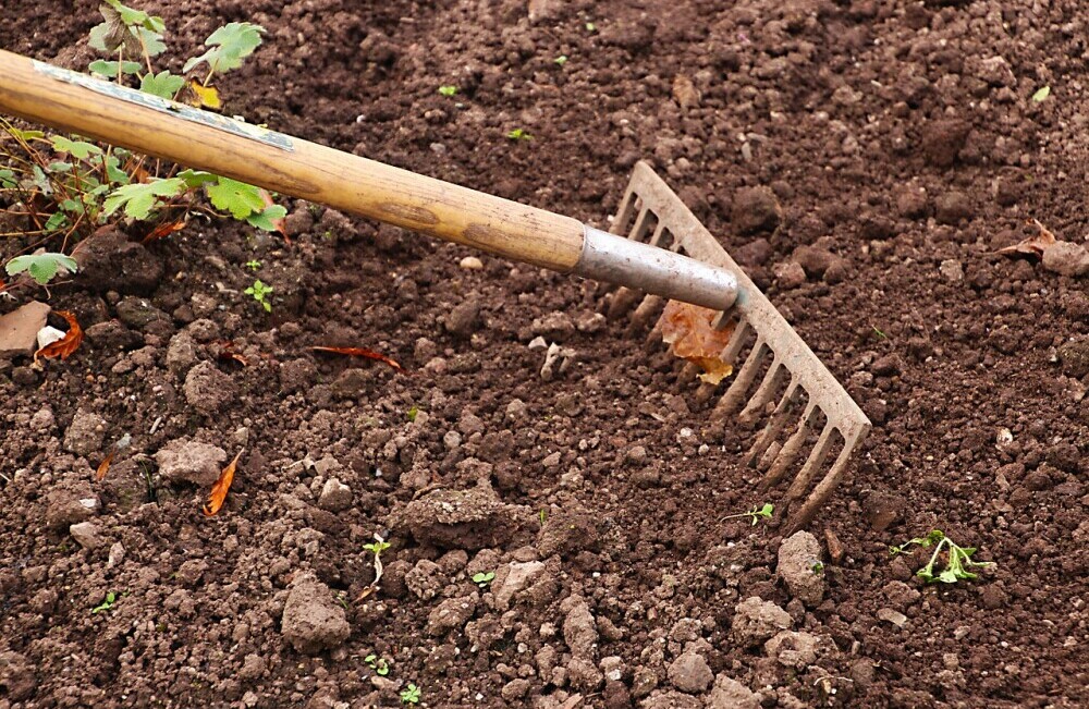 raking a vegetable garden