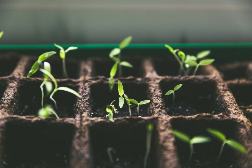 seedlings in a container