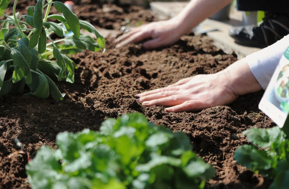 tending a vegetable garden