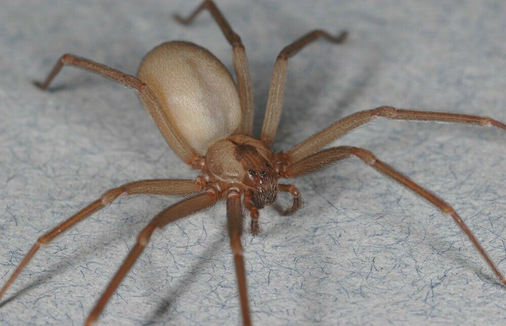 Brown Recluse Spider